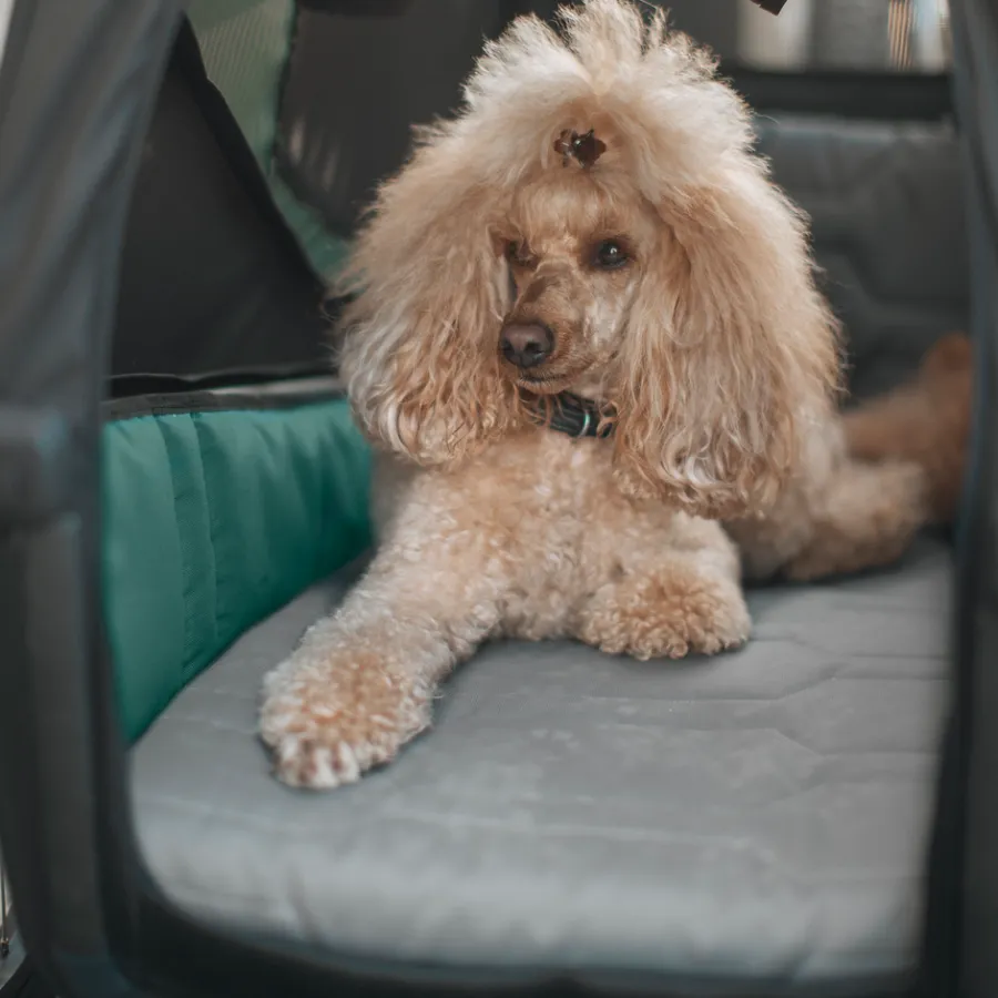 Thule Hondenaccessoires|Fietstrailers Voor Honden-Bexey dog bed M